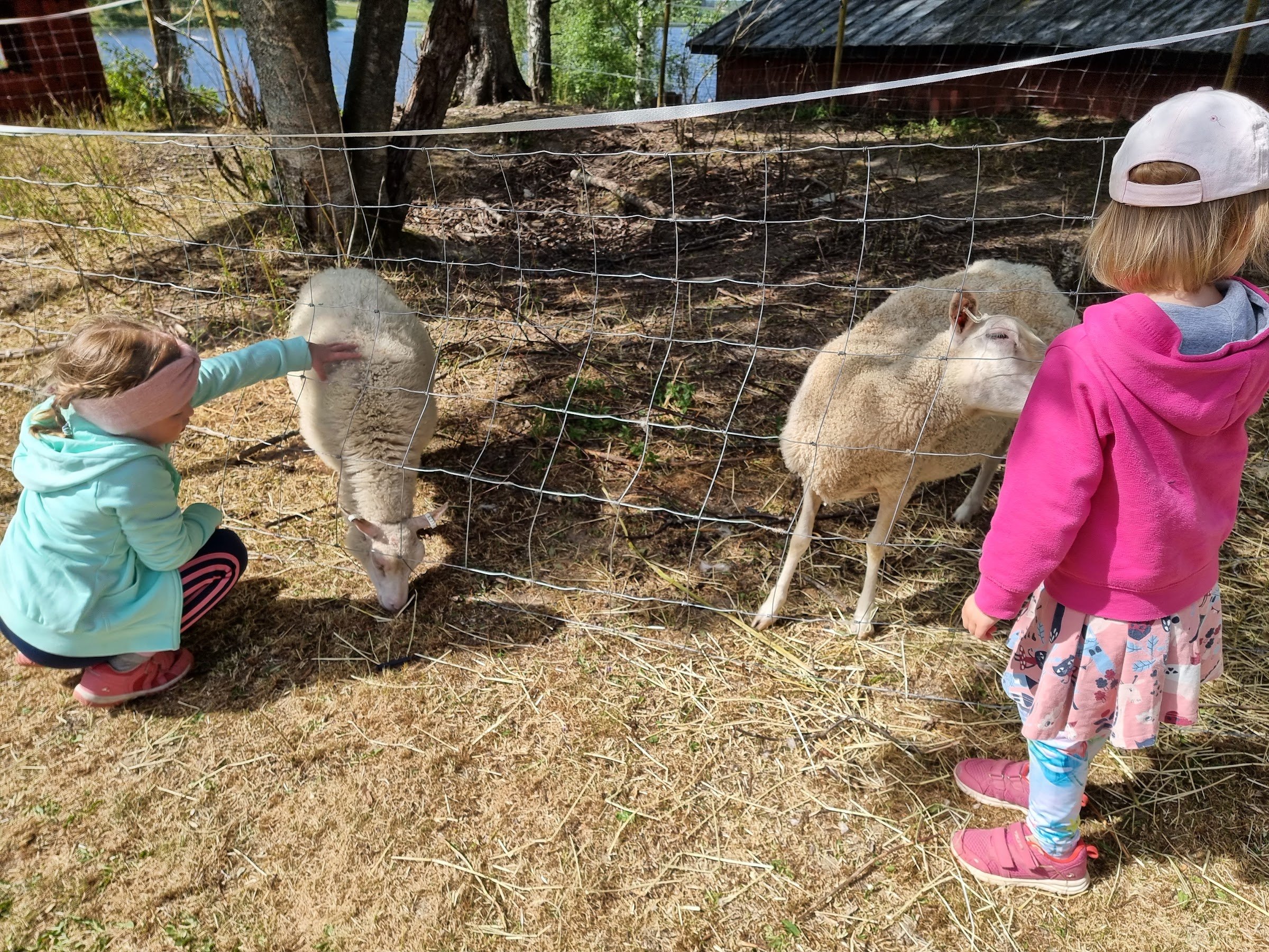Kyrönniemi Farm Animal Yard